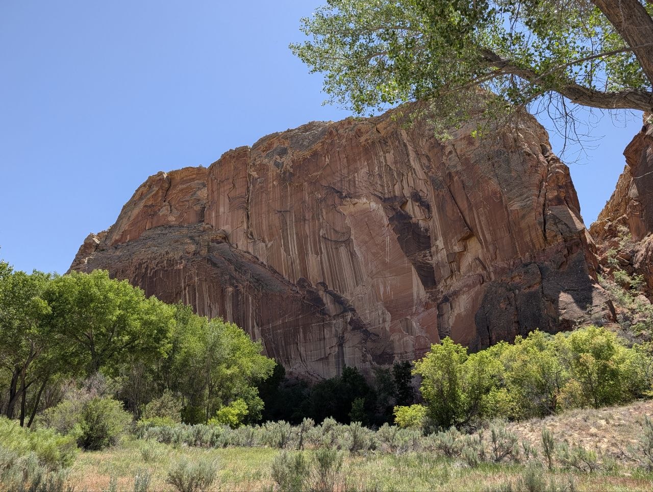 Green cottonwoods below a towering red sandstone wall