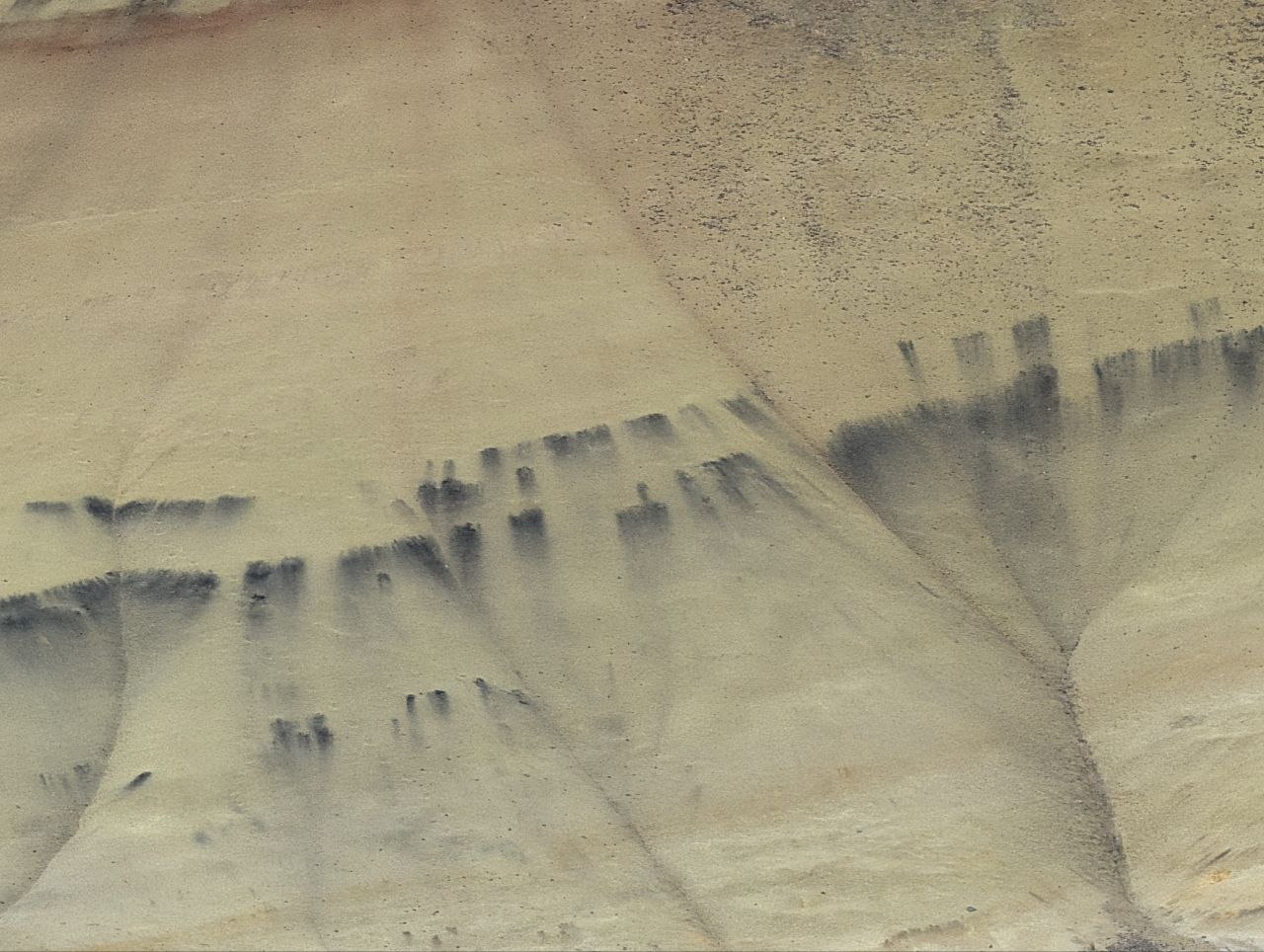 Close view of black manganese streaks in yellow Painted Hills soil