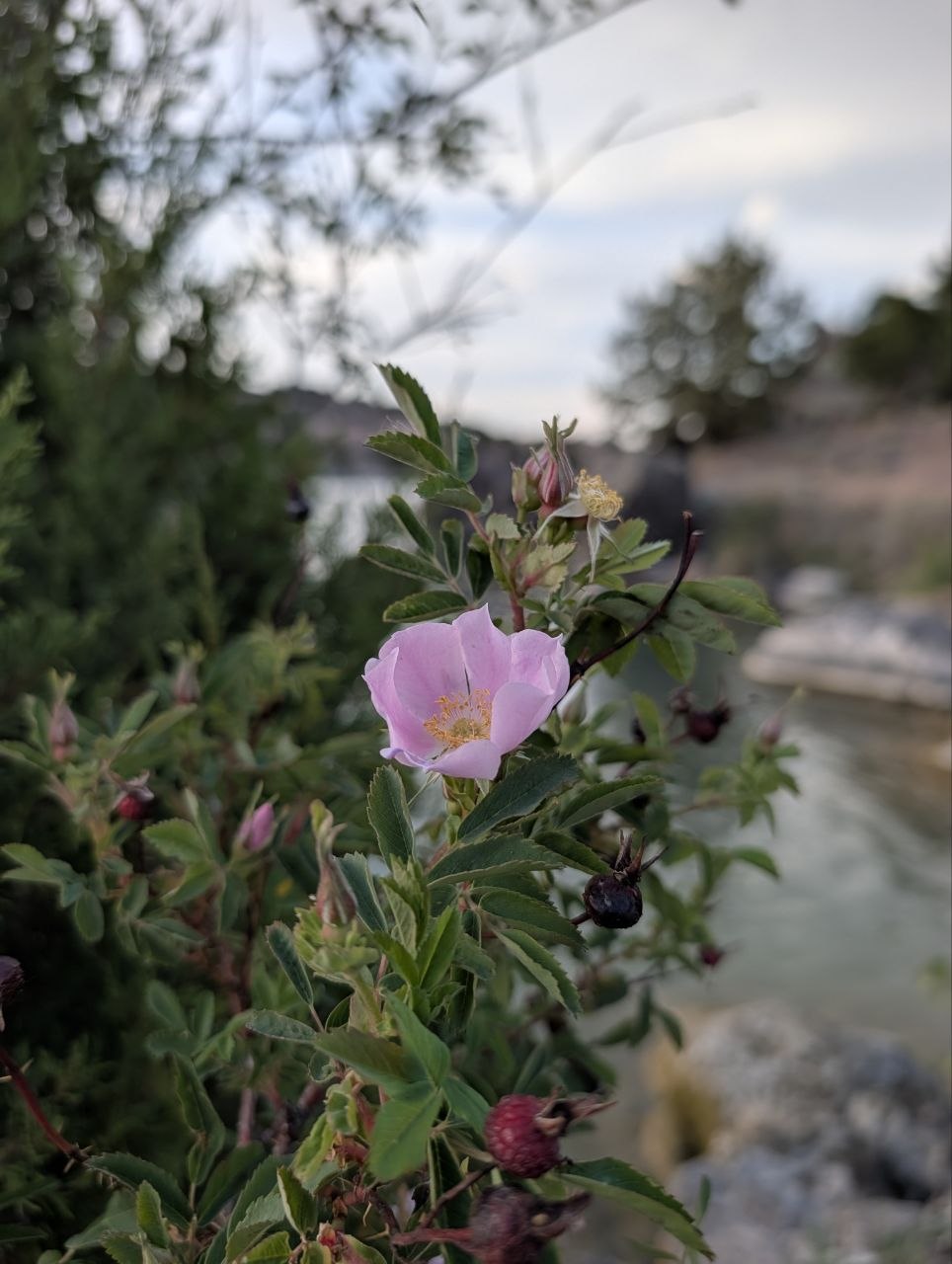 A pink wildflower blooming near the Snake River