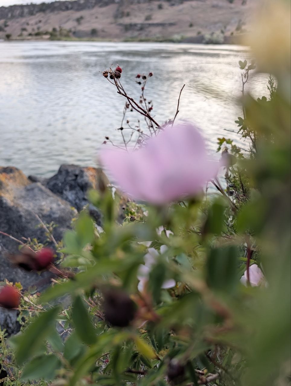 A soft-focus flower and rose hips beside the Snake River