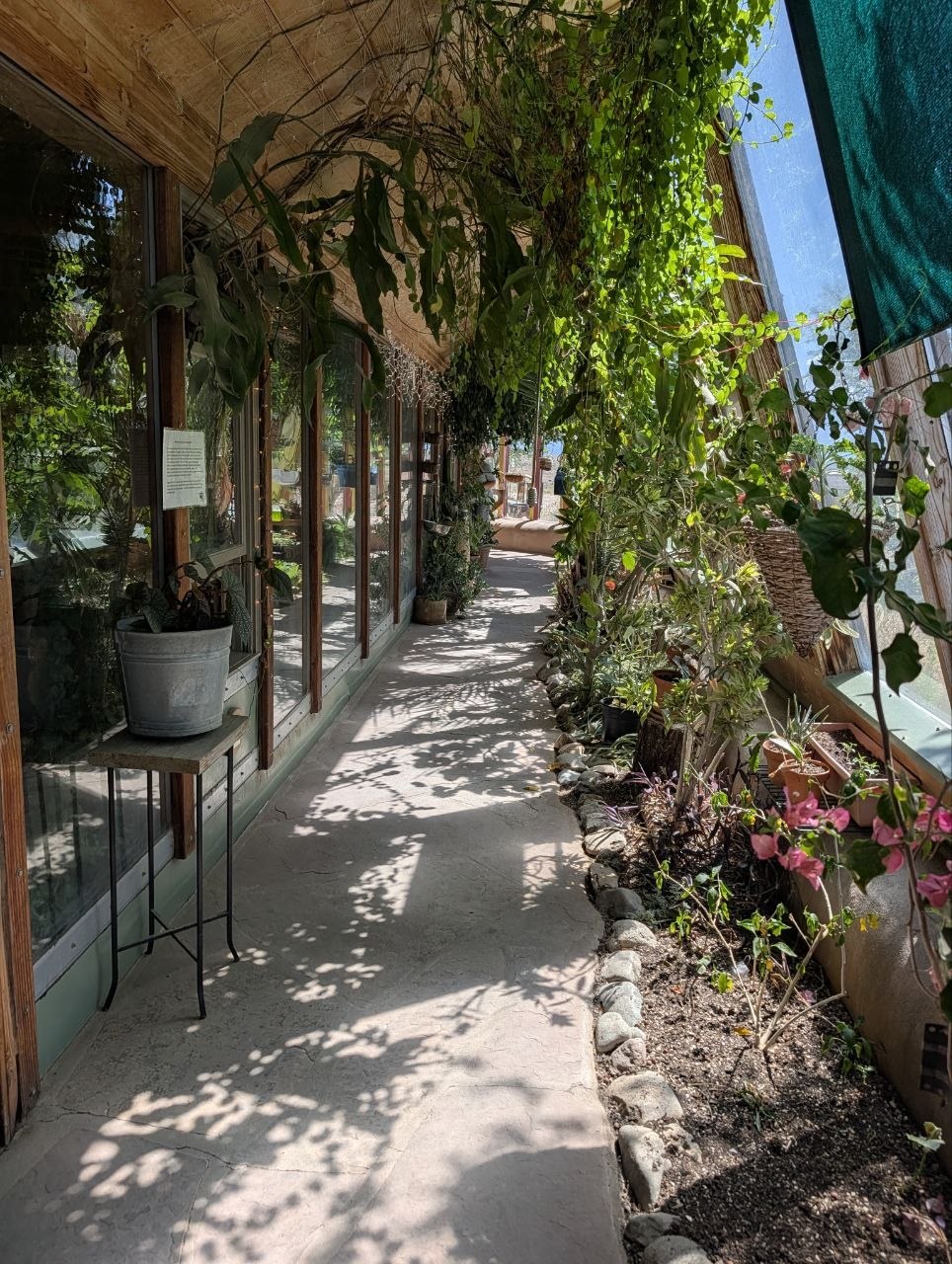 A shaded Earthship greenhouse hallway with plants, glass, and dappled light